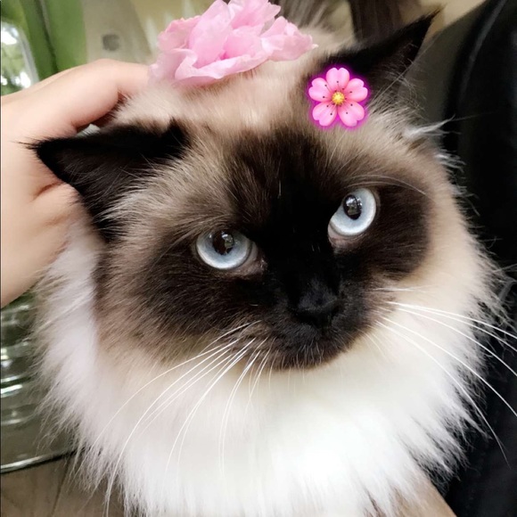 Meet your Posher, Britania - Picture 2 of 2